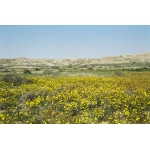 جزیره بوبیان